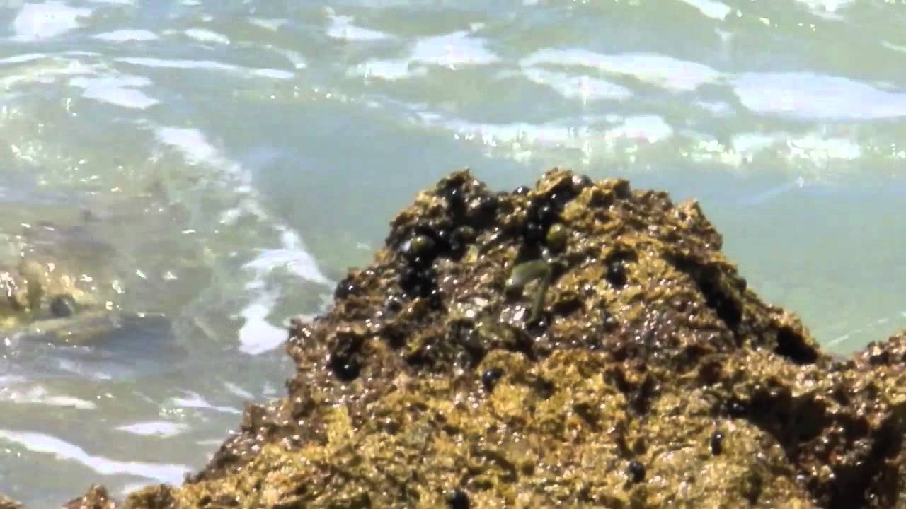 how to shoot a crab with eric morgan
