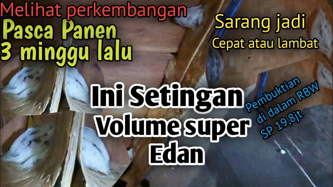 SAKSIKAN!!! Tiga minggu setelah sarang walet dipanen. Ini perkembangannya,,