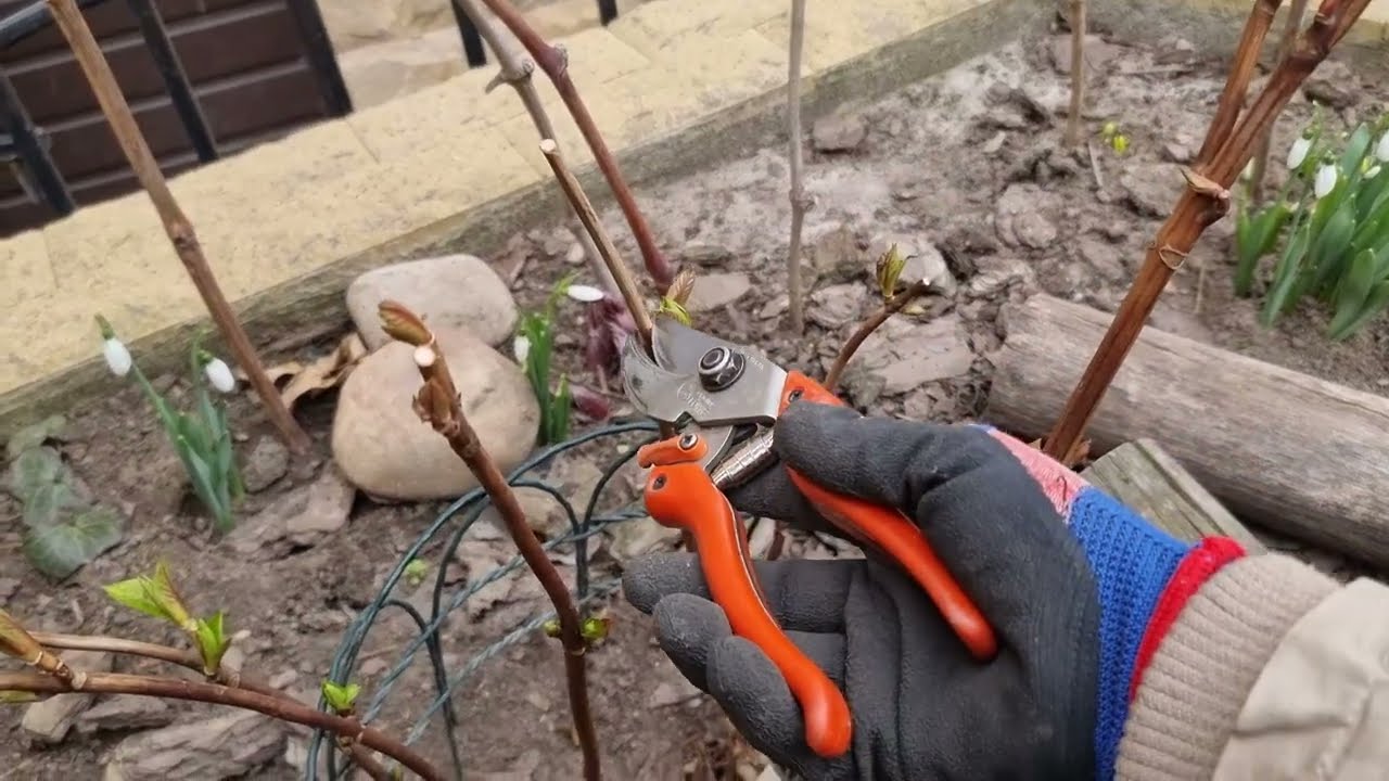 Обрізка широколистої гортензії