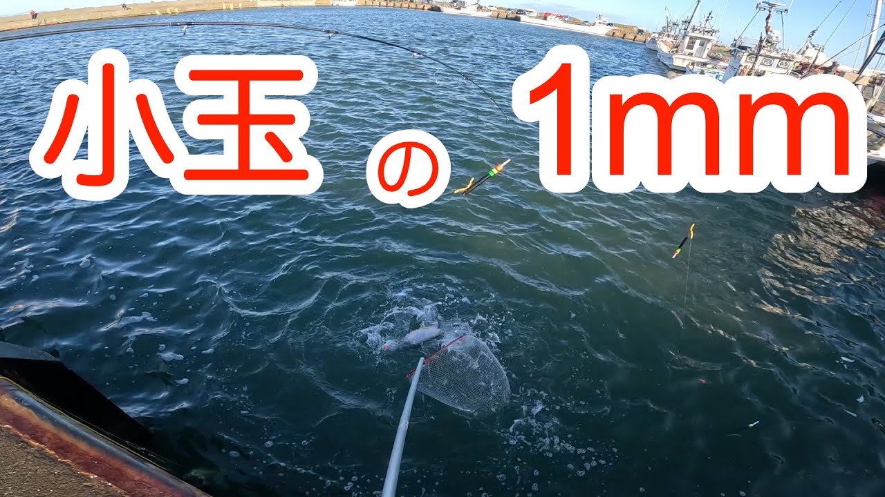 北海道の鮭釣りVLOG 2024.9.19 #fishing #北海道の釣り #鮭釣り ＃アキアジ