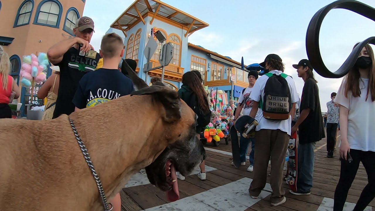 Cash 2.0 Great Dane Saturday evening on the Santa Monica Pier (1 of 3)