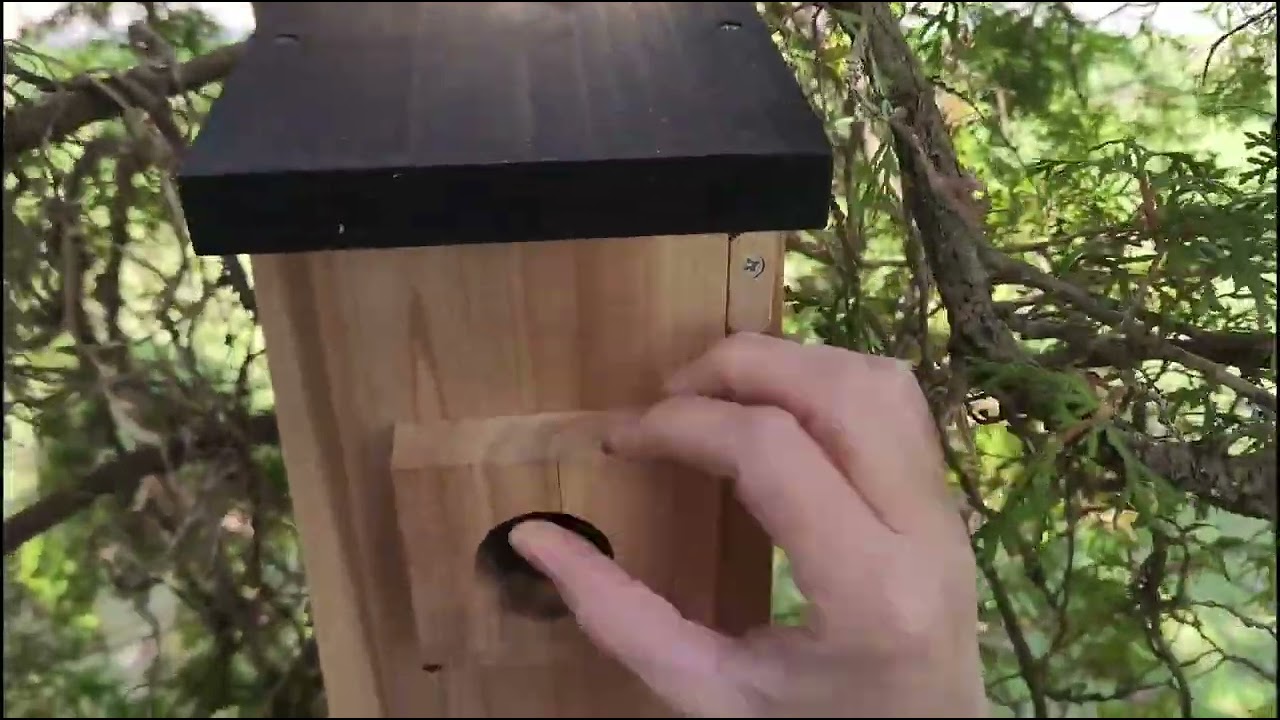 Best Wifi Birdhouse Cam to Watch Nesting Birds - See What I Captured
