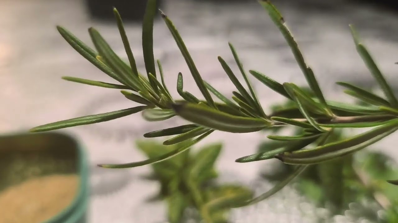 Plantas para nuestros pajaros