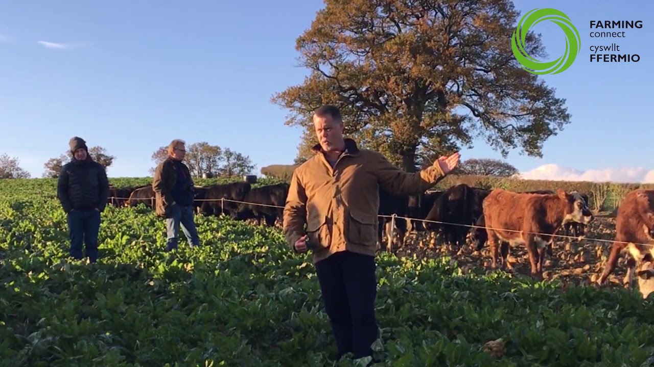 Betys Porthiant | Fodder Beet