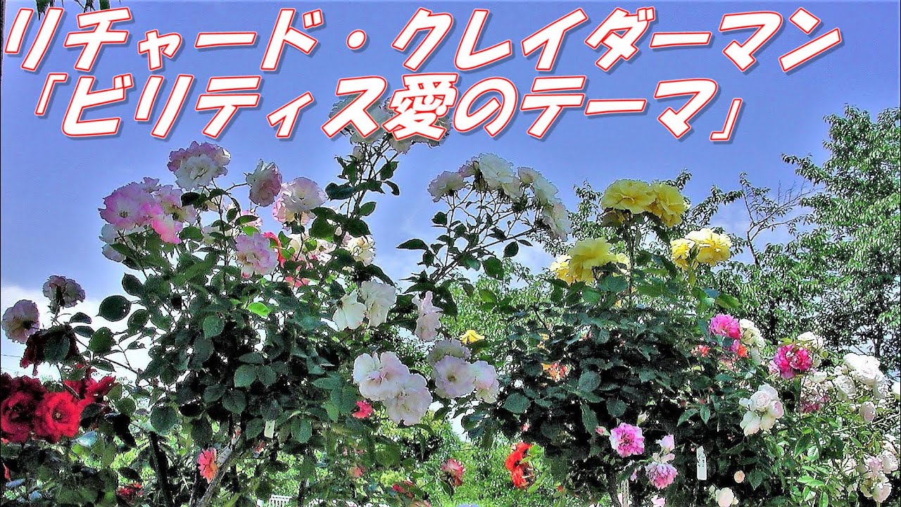 王子バラ園：BGM；「ビリティス愛のテーマ」（リチャード・クレイダーマン）