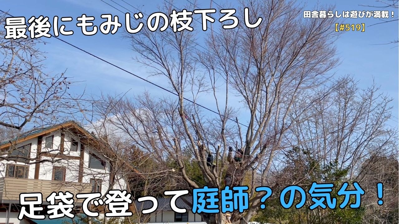 【#519】最後にもみじの枝下ろし　足袋で登って庭師？の気分！