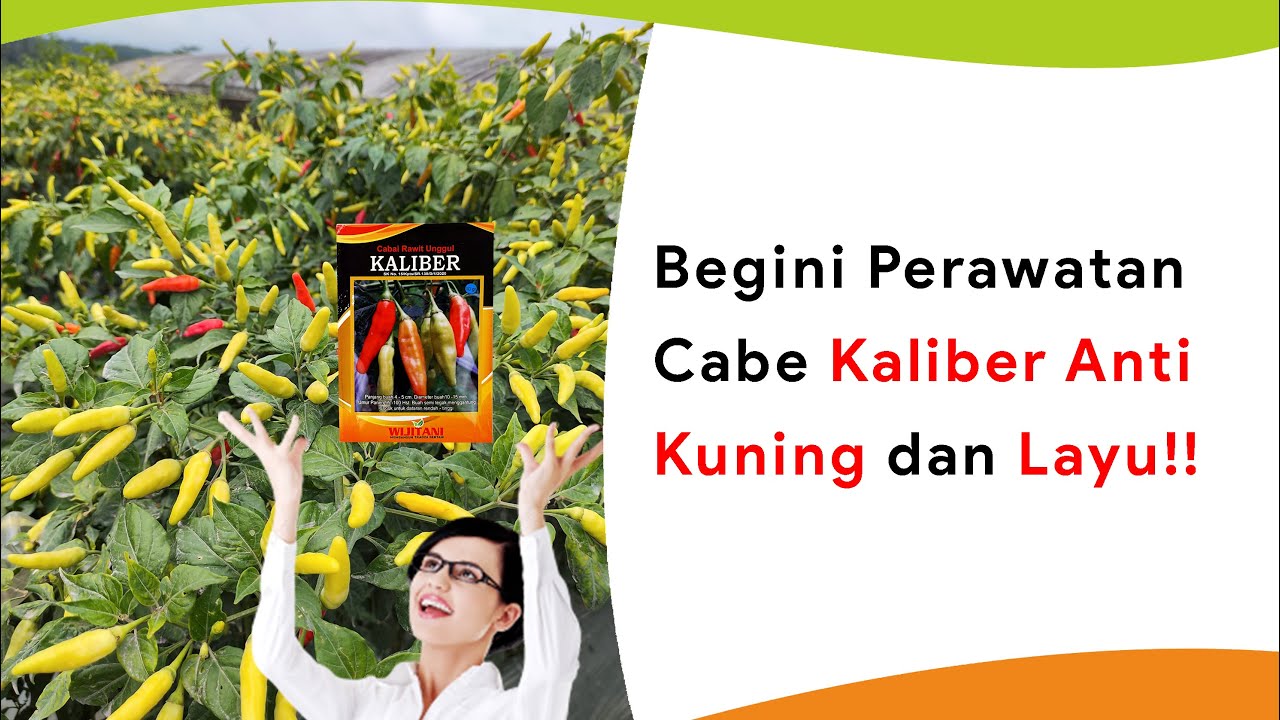 Sukses Tanam Cabe Kaliber! Anti Kuning dan Layu Musim Hujan