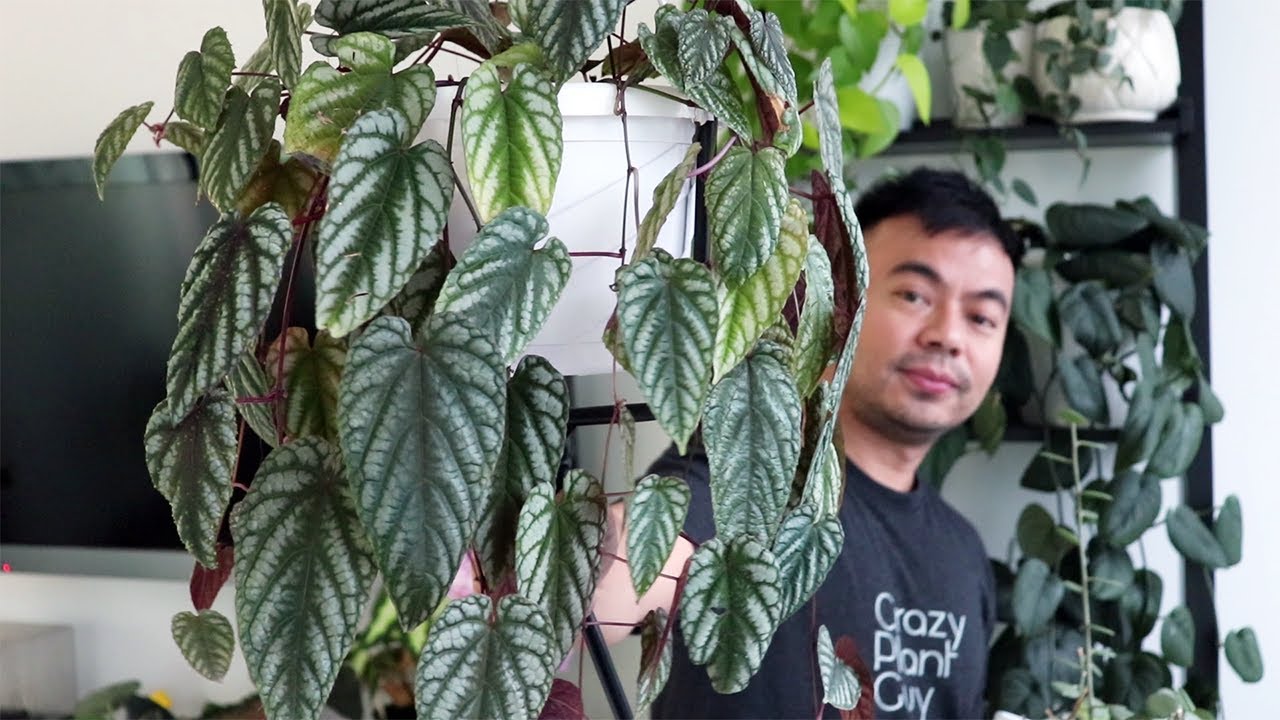 How to Care and Propagate Cissus Discolor & Silver Dollar Vine | Houseplant Care Tips