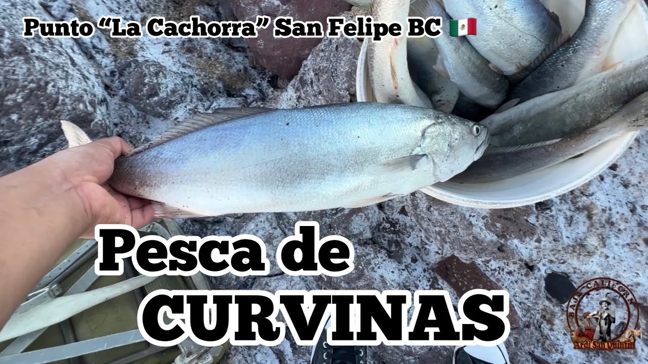 Gran Pesca de curvinas al sur de Puertecitos, en el punto de la Cachorra en San Felipe BC 🇲🇽🎣🎣🎣