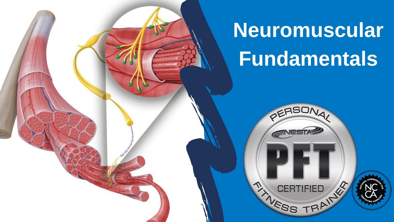 Neuromuscular Fundamentals - Personal Trainer Test Review