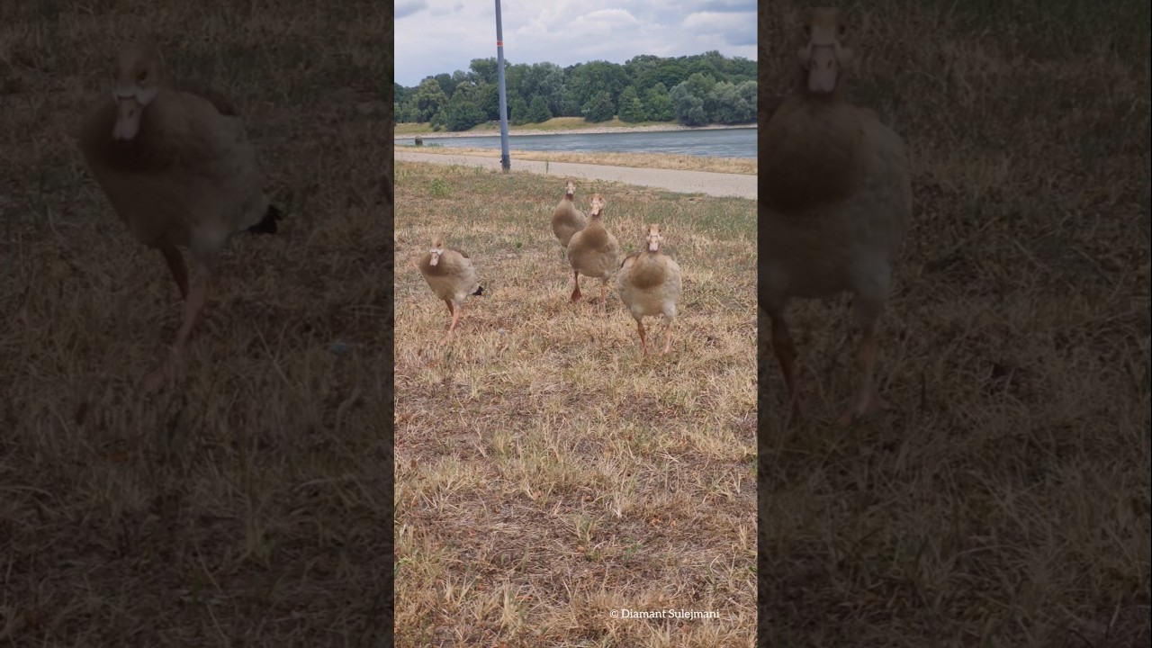 Nilgans G&ouml;sseln rennen direkt auf mich zu! Parkinsel - Ludwigshafen am Rhein