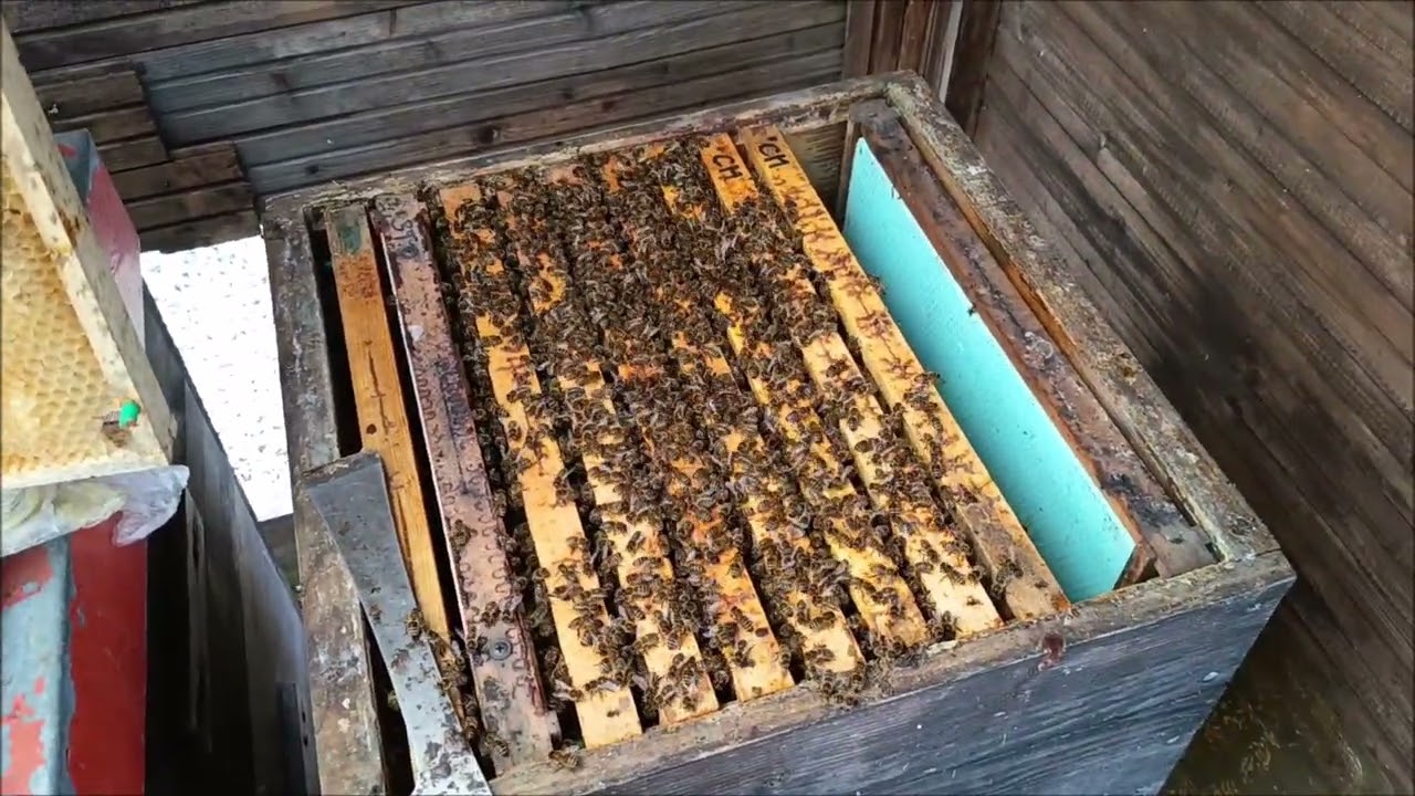 Včelám dodávám další příkrmy a to i těsto s Ultra Bee, včely krásně plodují a jsou v rozvoji.