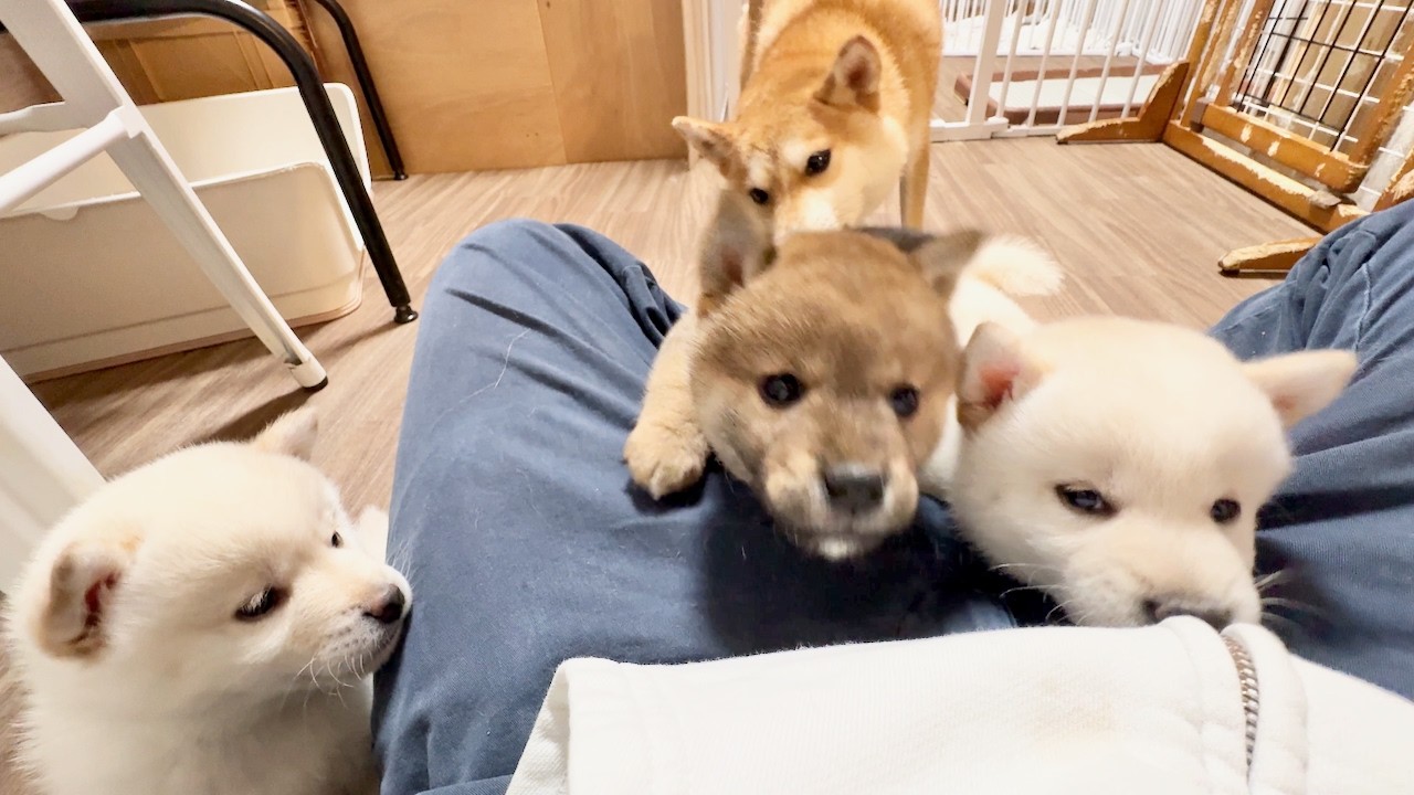 【柴犬 子犬】人間が好き過ぎて場所取り争いを繰り広げる子犬