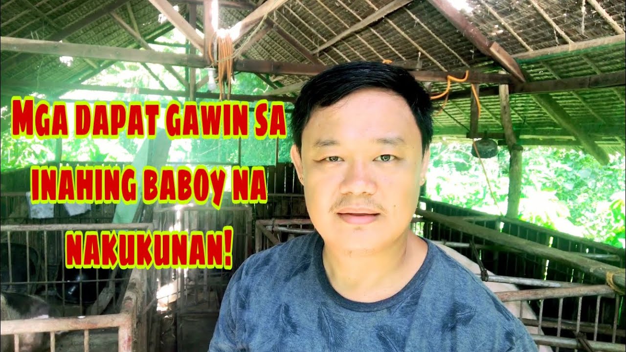 Anong mga dapat gawin sa inahing baboy pagkatapos nakunan | Ryan Patenio