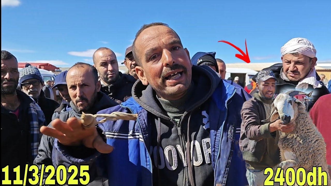 انهيار غير مسبوق في أسعار الأغنام🐏والمعز 🐐والنعجة من سوق الأسبوعي الثلاثاء بركان بتاريخ11/3/2025