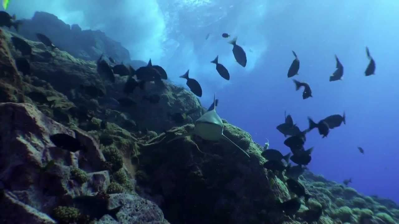 Expedición Salas y Gómez, Oceana y National Geographic