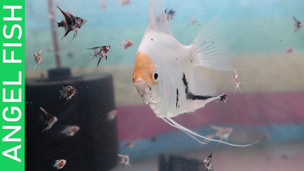 BUYING 100 ANGEL FISH AND TIPS ON MASSIVE DISCUS BREEDING!