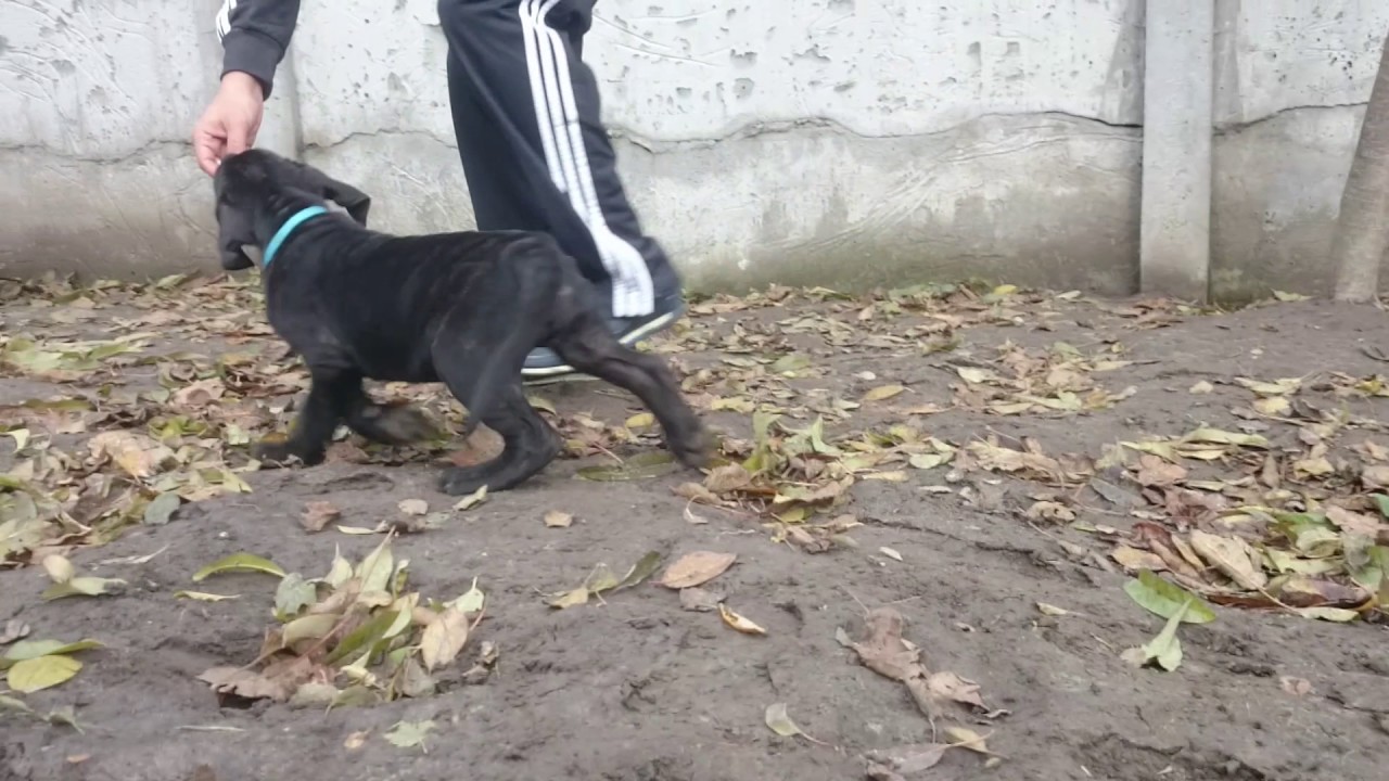 maximus3