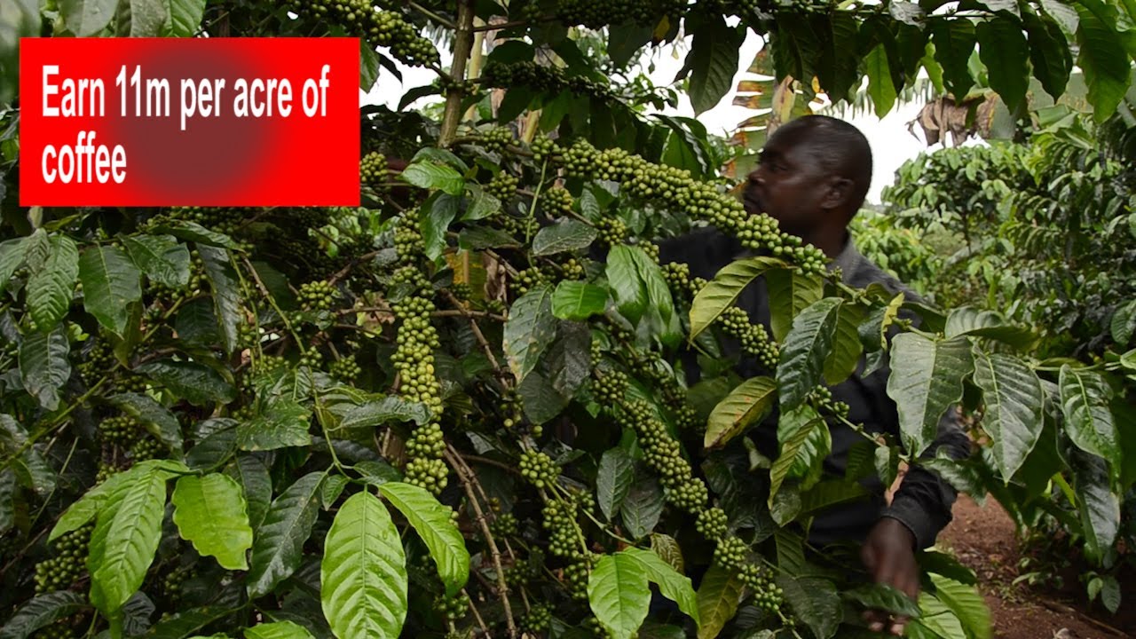 EYALI DRIVER EYADDA MU MWANYI TEYEJJUSA, AFUNA 11M MU BULI ACRE
