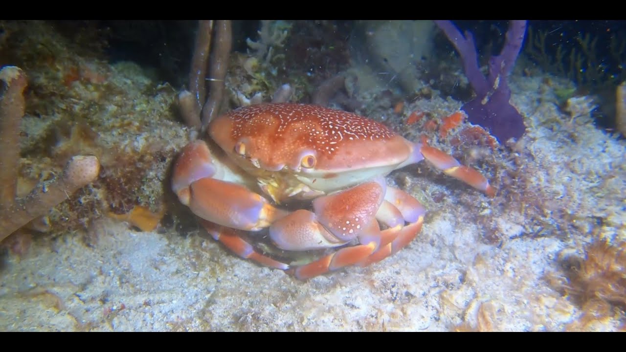 Batwing Coral Crab Dominates Fireworm on the Reef at night