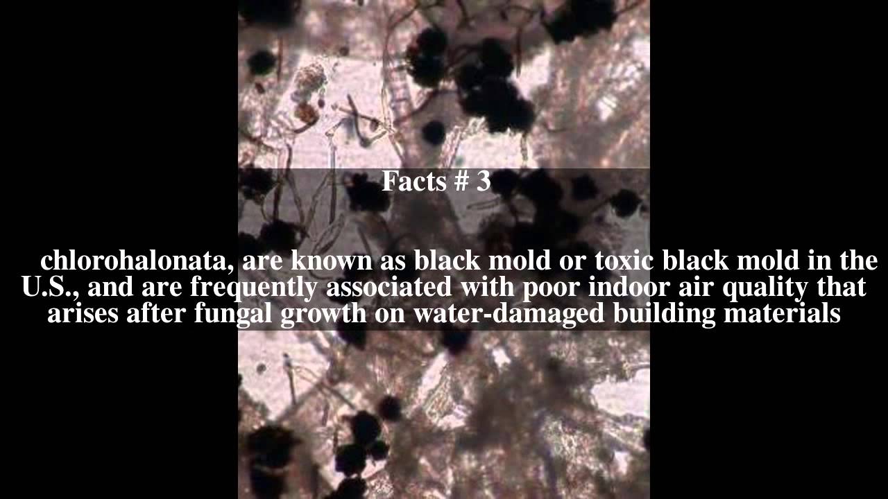 Stachybotrys Top # 5 Facts