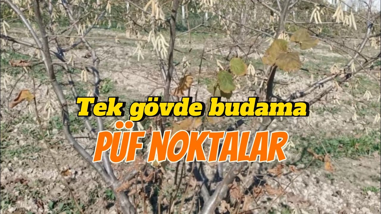 4.YAŞ YOMRA SİVRİSİ BUDAMA TEKNİK DETAYLAR