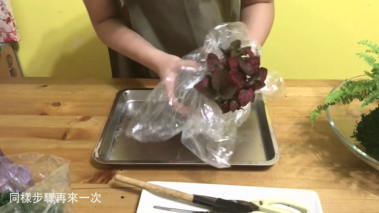【小學堂第二集】森林系苔球景觀盆