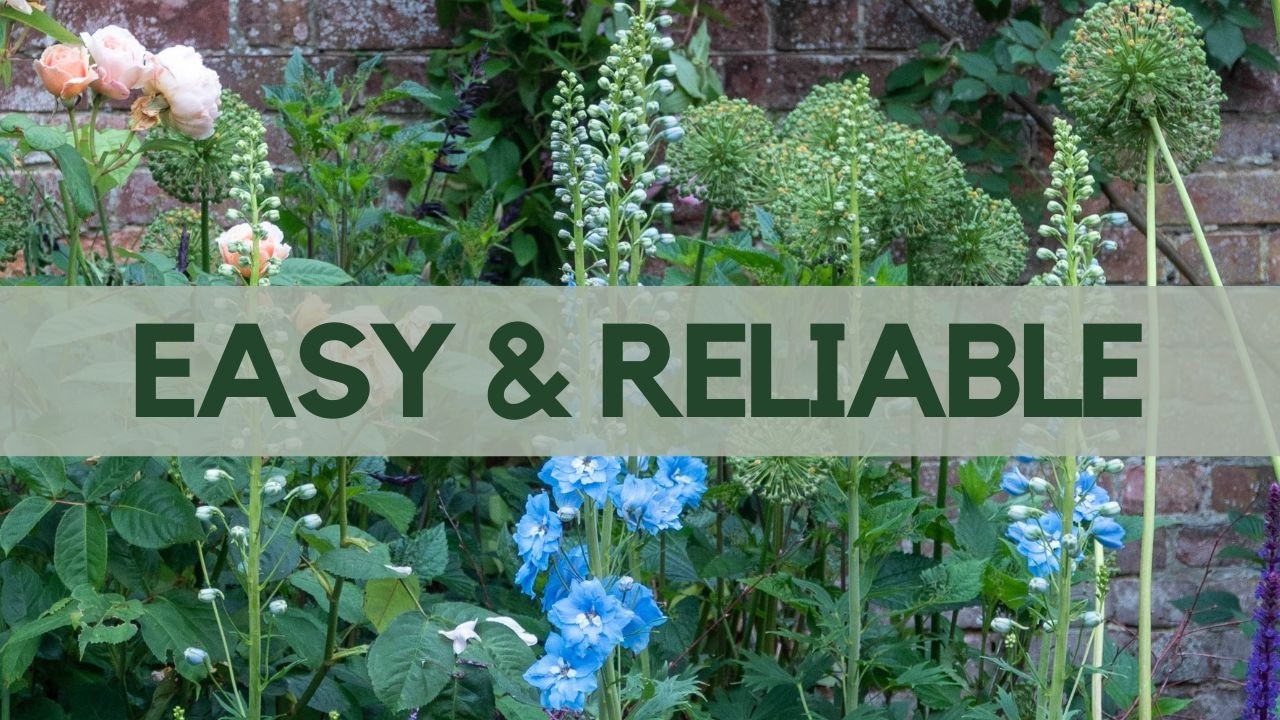 25 Best Cottage Garden Flowers (and which ones are easy-care!)