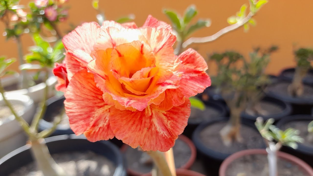 A chuva  e os seus  benefícios  para  a rosas do deserto. 