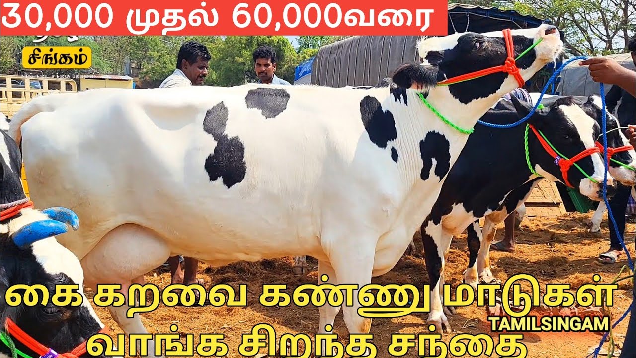 சீனாபுரம் மாட்டுச் சந்தையில் 30 ஆயிரம் முதல் 60 ஆயிரத்துக்கு மேல் அருமையான கை கறவை  மாடுகள் விற்பனை