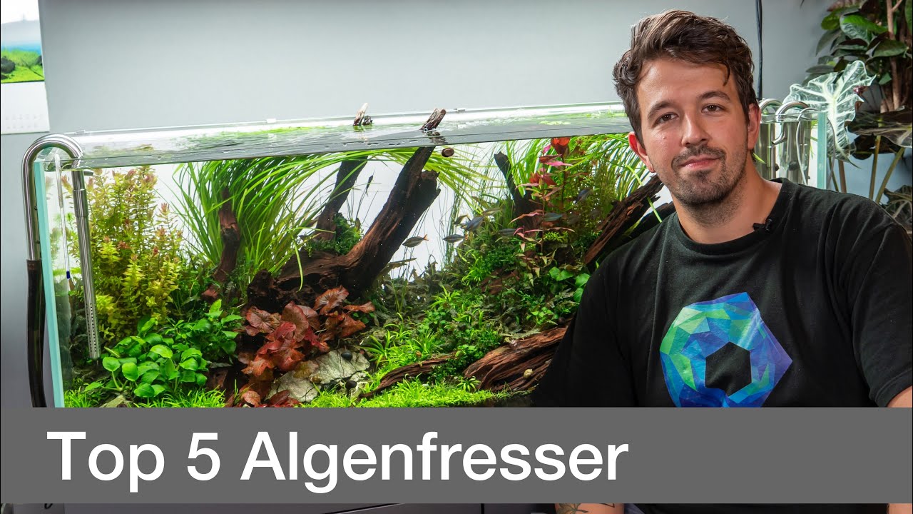 Top 5 Algenfresser für dein Aquascape! | Liquid Nature