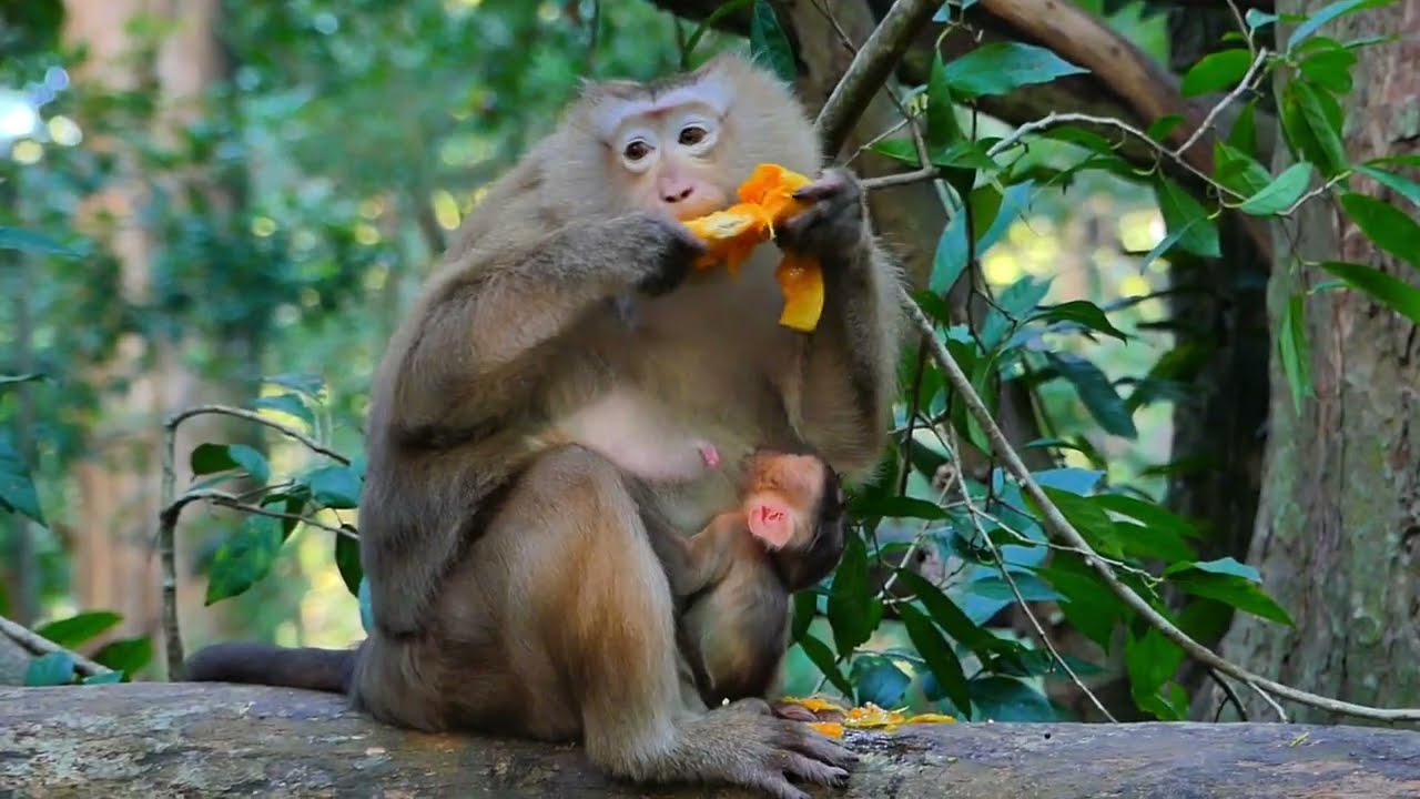 Rose monkey daily on tree for her safe from somebody bored Them. 04