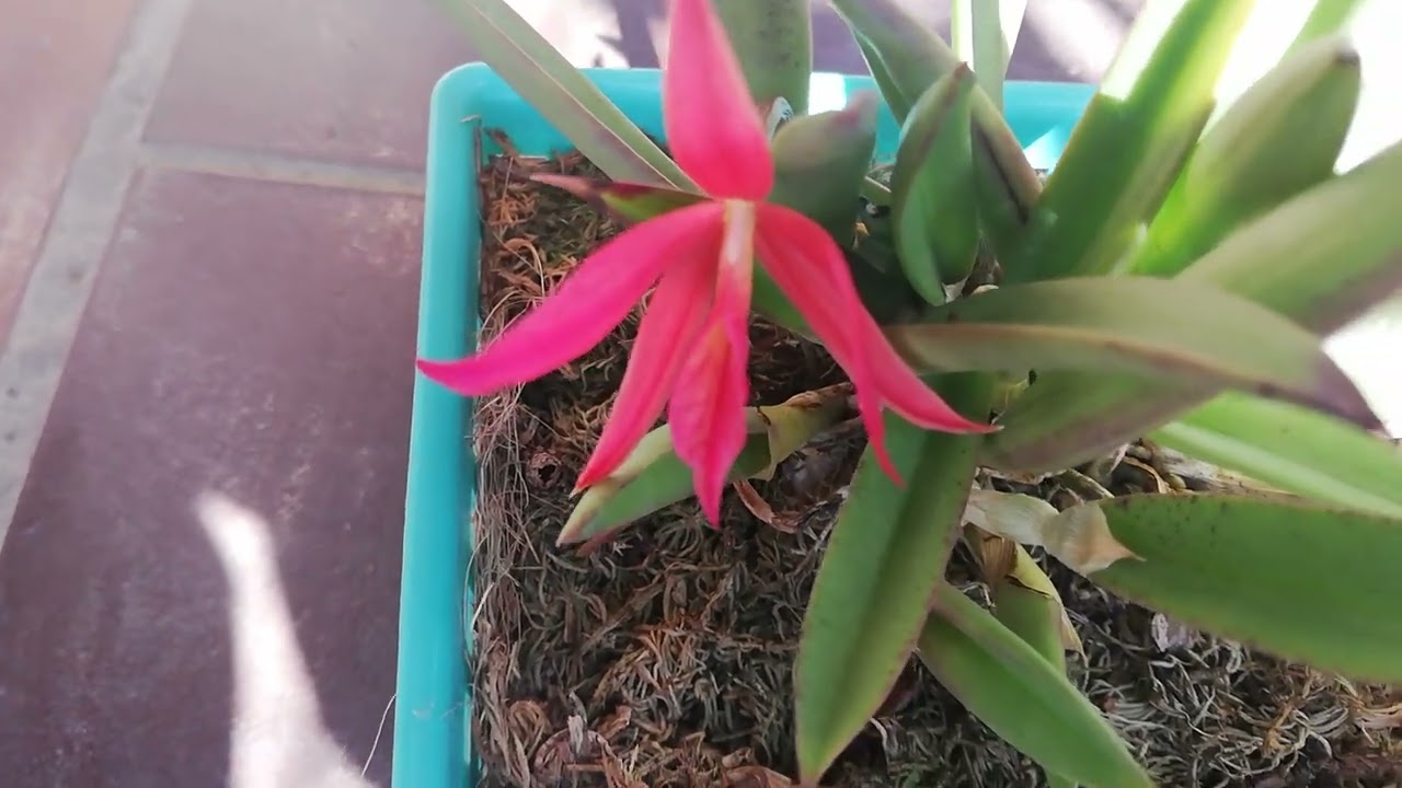 Цветение Brassophronitis-a  Edn-ы (brassavola nodosa ×sophronitis coccinea).