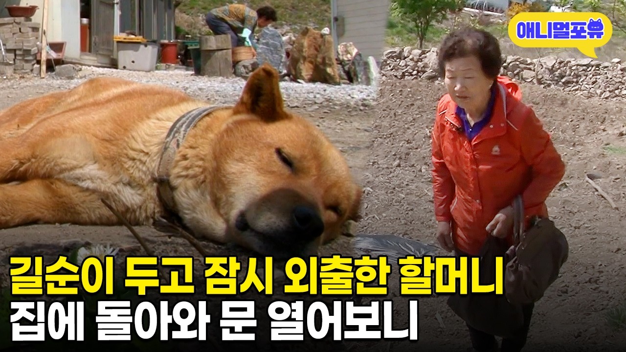 집에 강아지 혼자 두고 외출했는데 문 열어보니 경악😱ㅣKBS 단짝 150605 방송