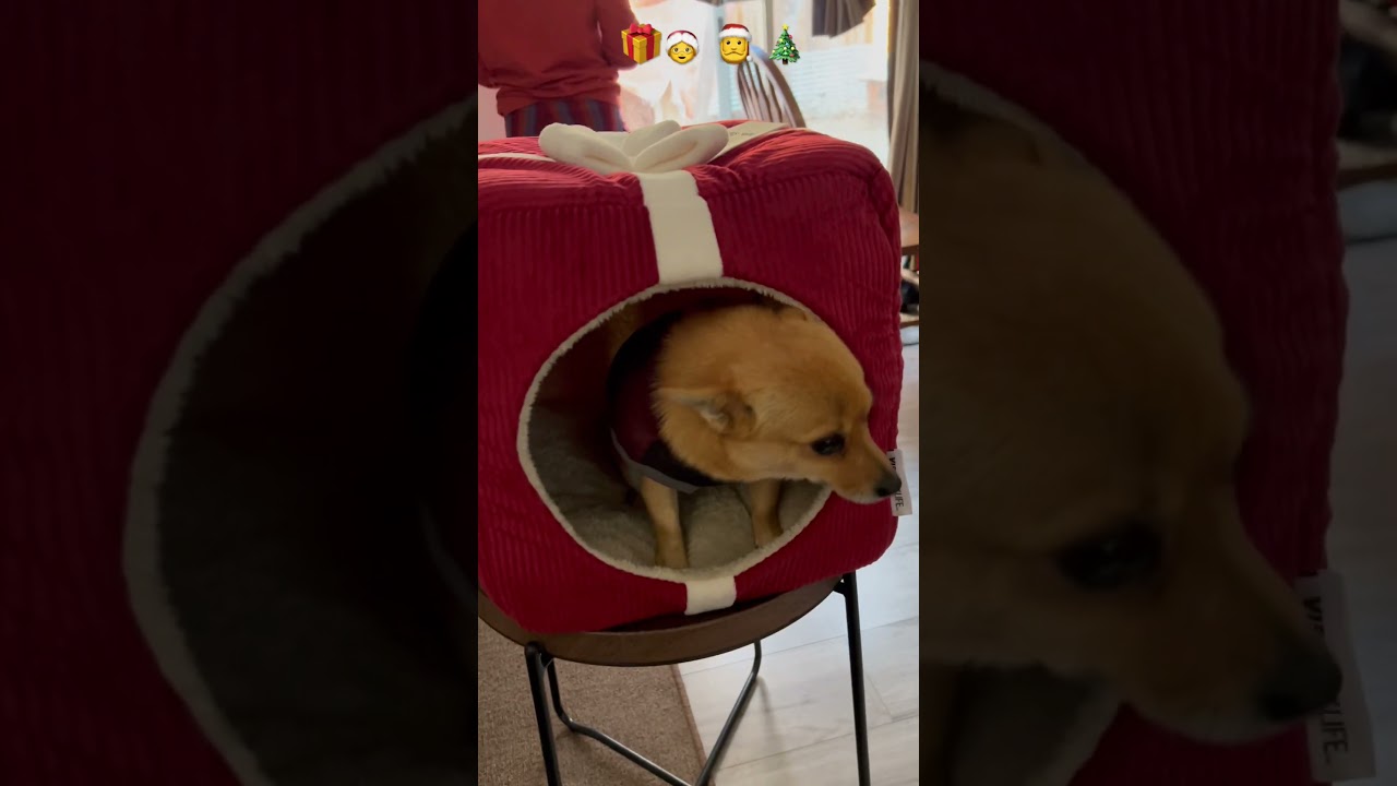 Early Christmas gift for a chihuahua Pomeranian mix dog