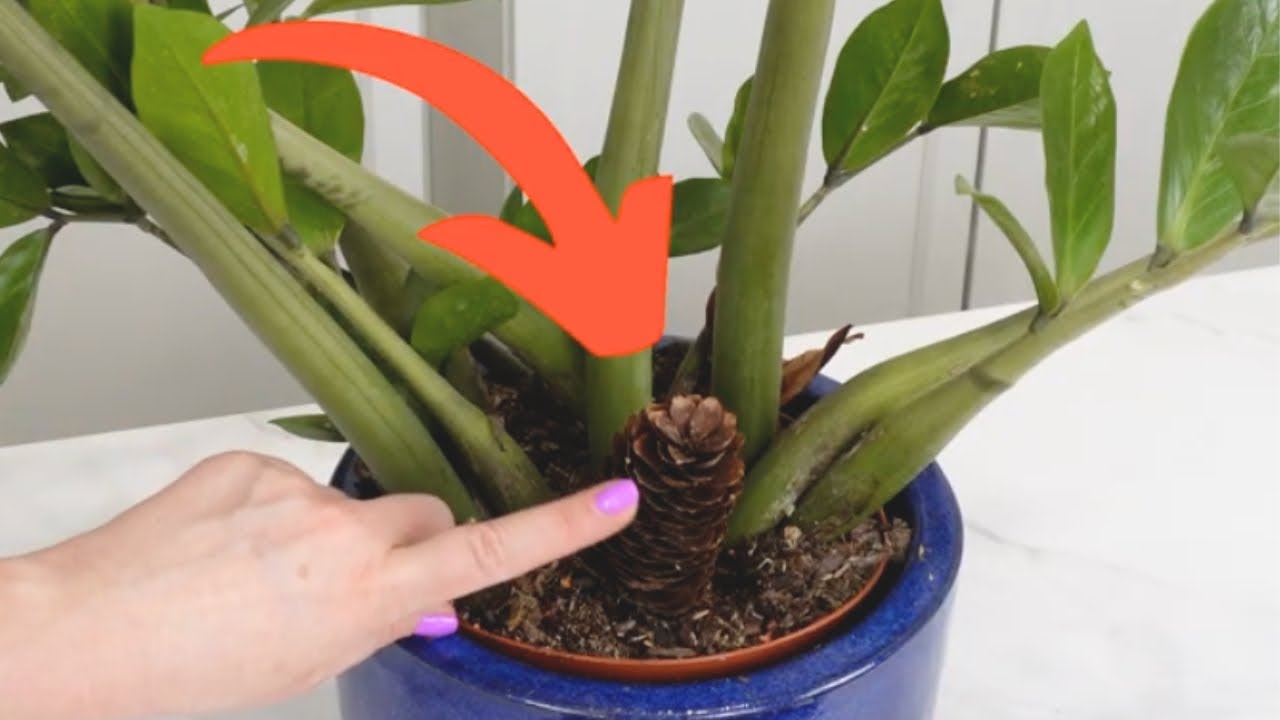Une pomme de pin dans tes plantes : l&rsquo;astuce infaillible pour un arrosage parfait