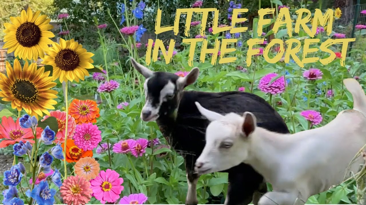 Peaceful Little Farm In The Forest - Late August North Idaho #garden