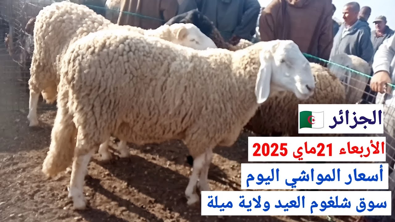 أسعار المواشي اليوم في سوق شلغوم العيد ولاية ميلة الجزائر/الأربعاء 21ماي 2025