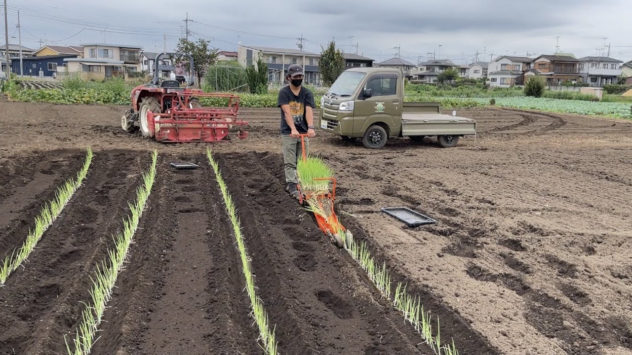 春ネギ栽培・9月のネギ苗の植え方【春採り長ネギ】