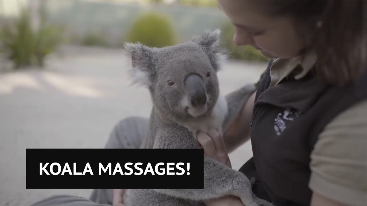 These koalas love getting massages