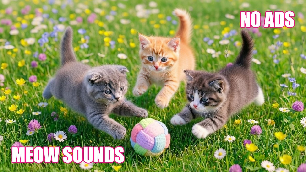 12 Hours Of Relaxing Music for Cats 😻 Soothing Music for Anxious Cats 🌈Stress Relief, Peaceful Cats