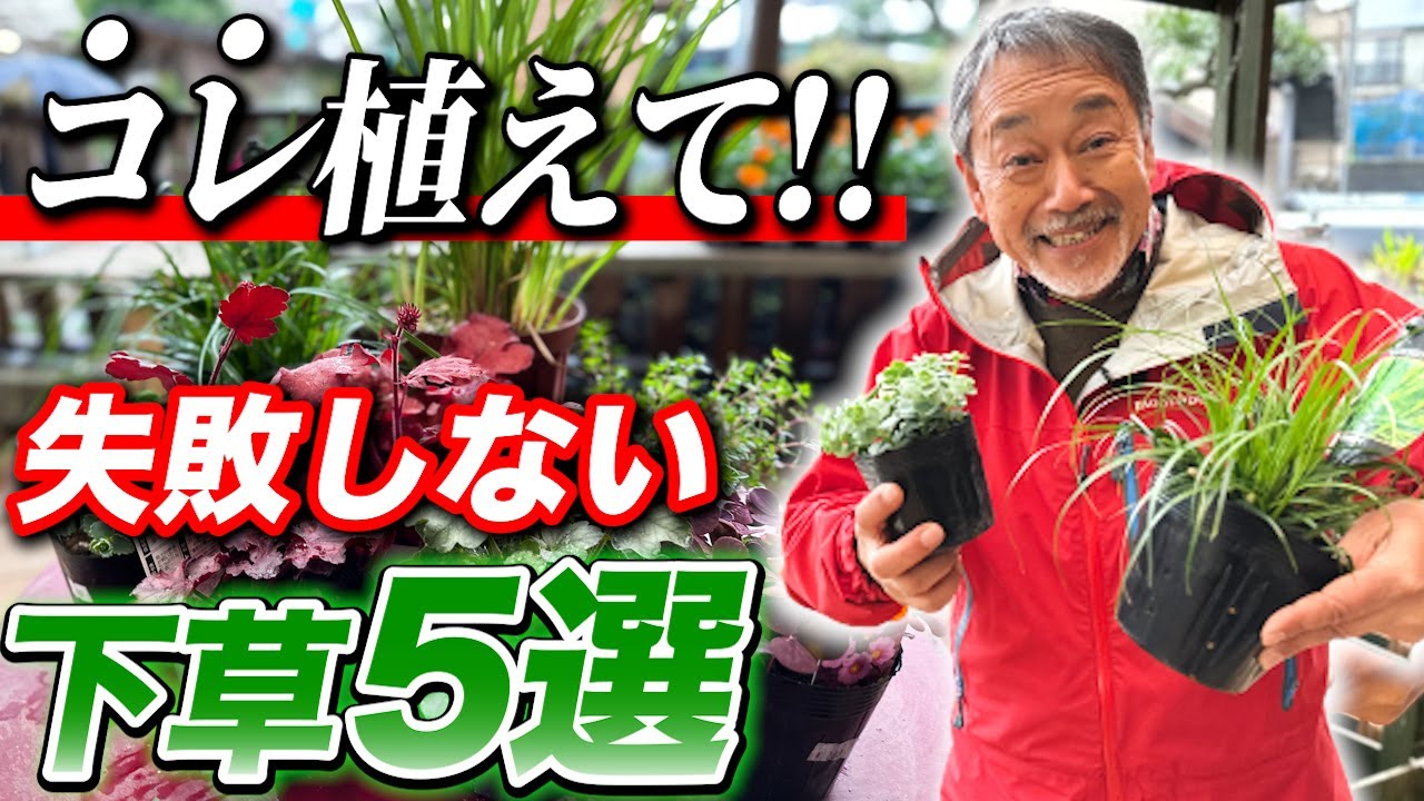 【庭好き必見】下草選びで迷っている方はこれをみれば解決！失敗しない下草5選を紹介！【お庭】【ガーデンデザイン】