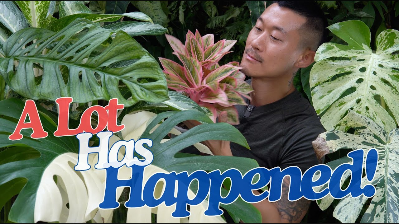 Plant Chores with Interesting + Important Updates | Cancelled 🇺🇸 US Trip 😭 | Moving to Bangkok?
