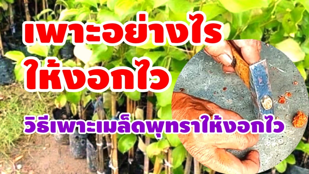 วิธีเพาะเมล็ดพุทราให้งอกเร็ว
