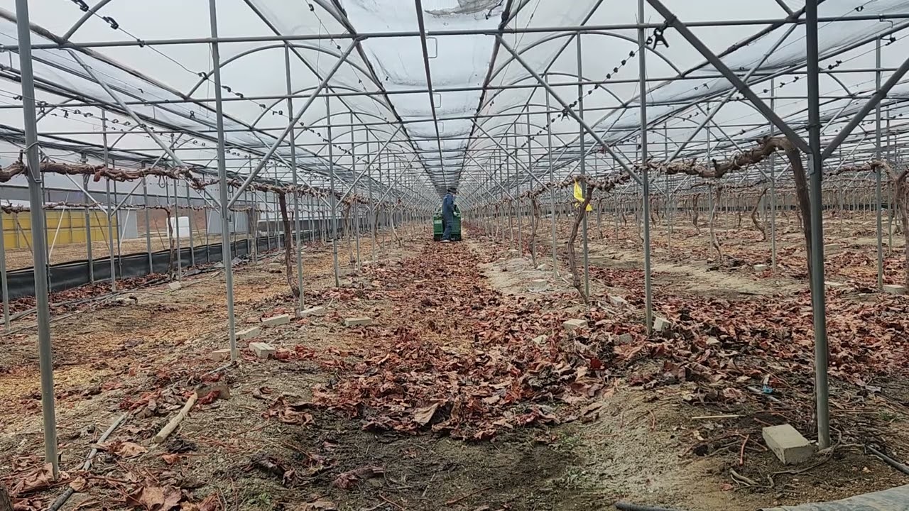 포도밭 전정 후 포도가지 및 고추, 깨 영농부산물 파쇄작업 멍때리기 2026년 3월 3일 #포도 #파쇄 #영농부산물