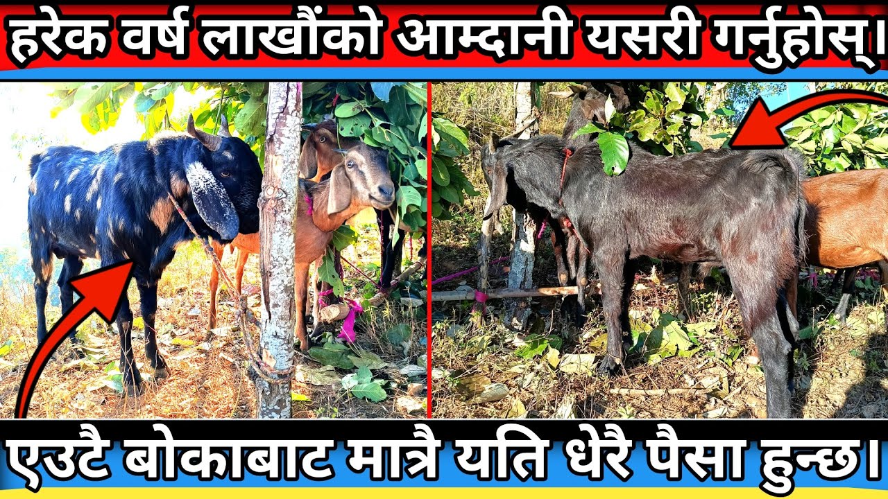 बाख्रा पालन यसरी गर्नुहोस्|Goat Farming in Nepal|Bakhra palan garne tarika..