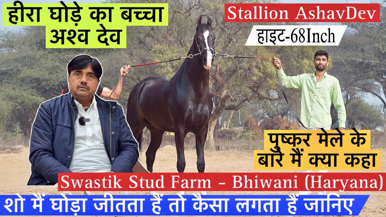 हरियाणा भिवानी का हीरा घोड़े का 68इंच का बच्चा अश्व देव शो के बारे मैं क्या कहा सुधीर कुमार जी ने !