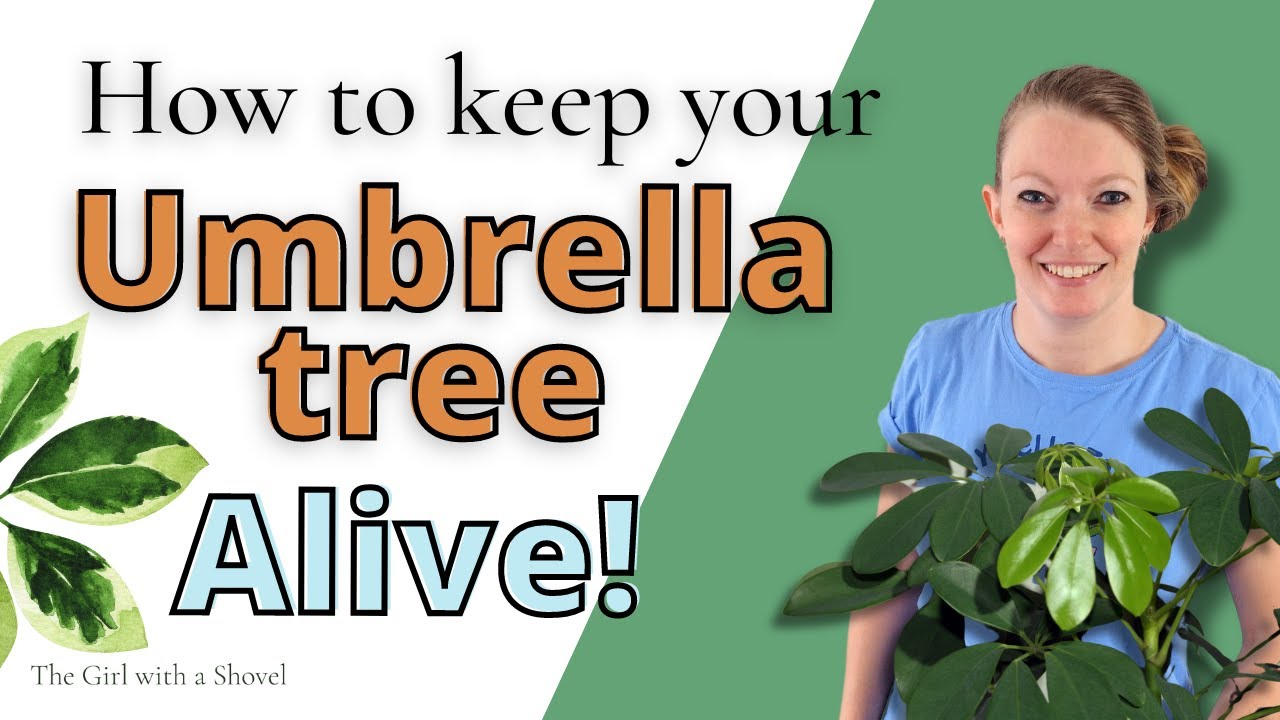 Umbrella Plant Care for Beginners! Schefflera Light, Watering, Soil, & More!