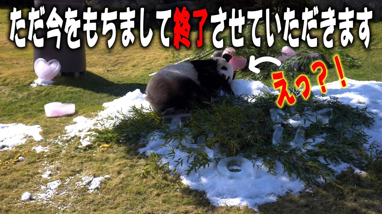 【おかげで延長戦レディーGO】「えっ？」これには飼育員さんも無言 子パンダ楓浜