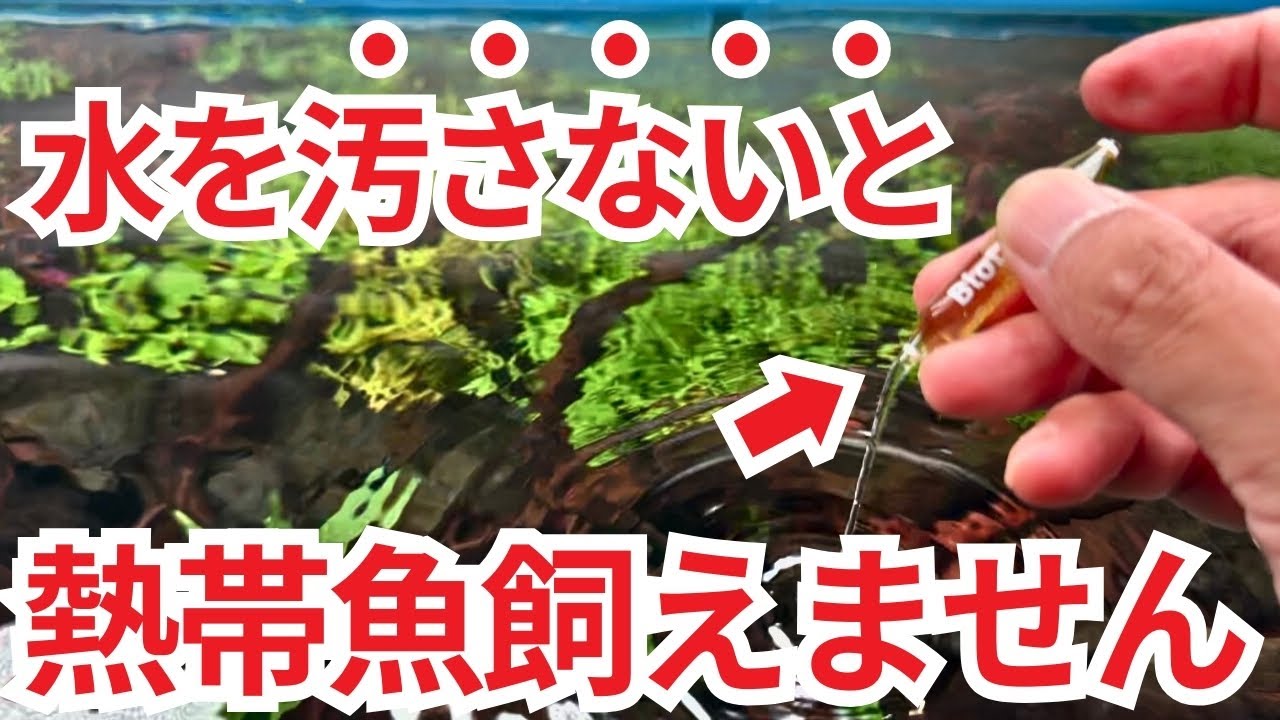 水槽立ち上げ後にする"1週間の空回し"は無駄かもしれません